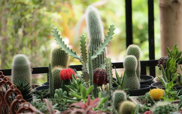 Cactus Dans Vase Avec Autres Plantes — Photo