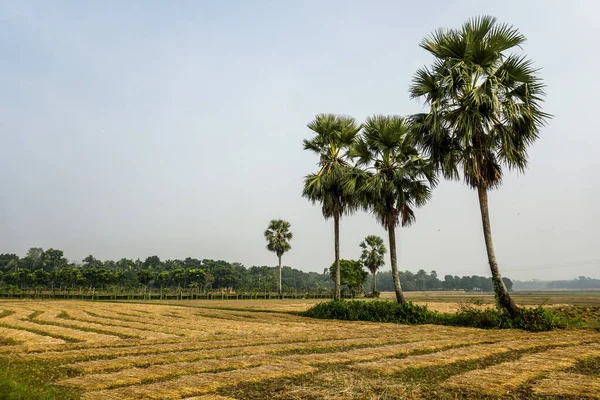 Rows of palm trees in the empty field after harvesting paddy