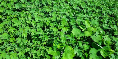 Sadece Saf Yeşil Yapraklar İzole edilmiş Arkaplan