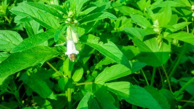 Bal arıları tüm koloni için yiyecek olarak polen ve nektar toplarlar, ve yaptıkları gibi bitkileri döllerler. Bu noktada, bal nektarı, işçilerin bal peteğinin hücrelerinde depoladıkları bala dönüşür..