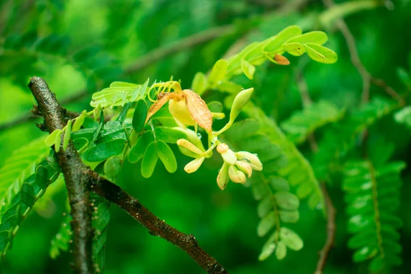 Tamarindebladeren Bloemen Imli Patta Vitamine Wijnsteenzuur — Stockfoto