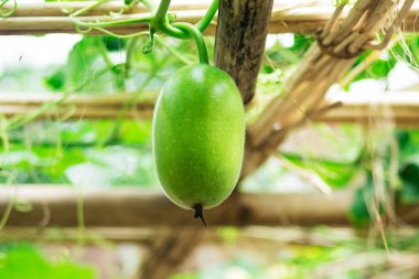 Chal Kumro Chash ve Kış Karpuz Fabrikası