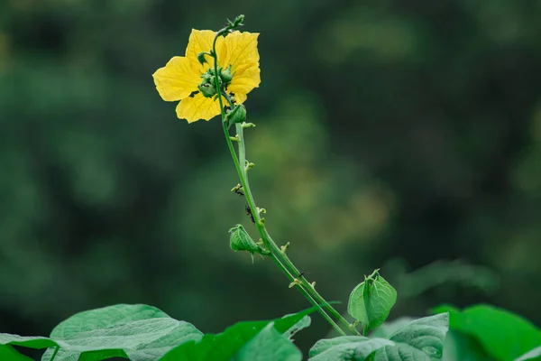 Dhundol Flower Furol或Green Loofah Gourd White — 图库照片