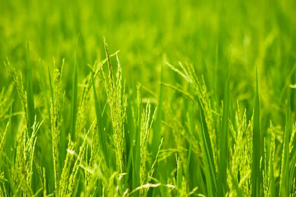 Bangladeş 'teki yeşil bebek pirinç tarlası pirinç arka planı için