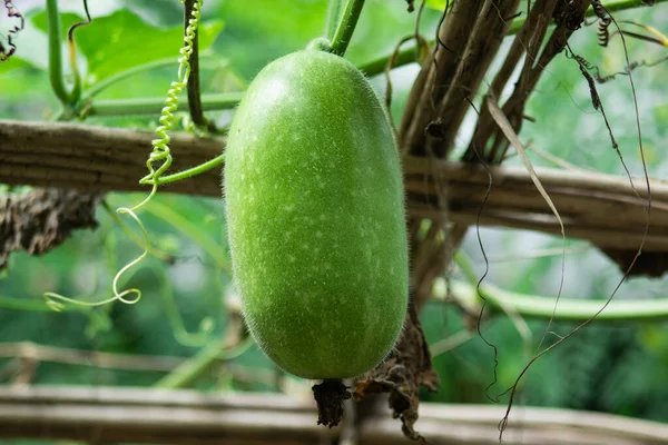 Chal Kumro Chash Winter Melon Ash Gourd Plant — стокове фото