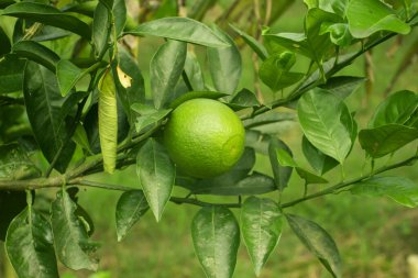 Sarı ve yeşil Malta limonlu yiyecekler C vitamini ve diğer vitaminlerle birlikte yaygın olarak Sangtra olarak adlandırılır.