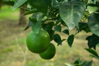 Malta yeşil limon yiyeceği yaygın olarak Sangtra olarak adlandırılır ve meyveler C vitamini ile zenginleştirilir.