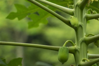 Papaya, papaw veya pawpaw, Carica papaya bitkisidir.