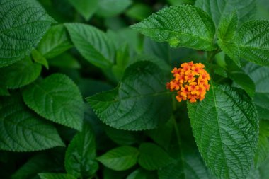 Batı Hint Lantana Camara, verbena familyasından bir bitki türü.