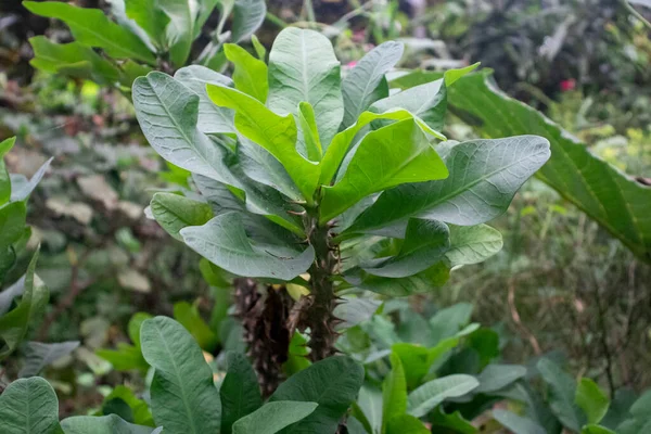 Doorn Een Bijzondere Geneeskrachtige Plant Aarde — Stockfoto