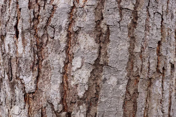 Настоящая Текстура Дерева — стоковое фото