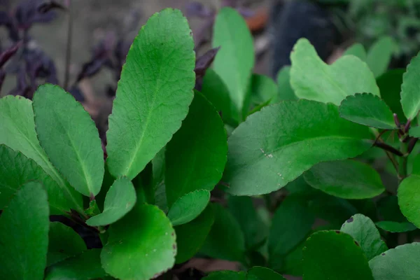 Bryophyllum Pinnatum Medicinal Kalanchoe Patharkuchi Leaf — стоковое фото