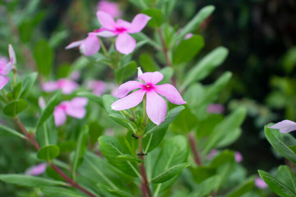 Periwinkle общее имя винка и розовый цветок periwinkle