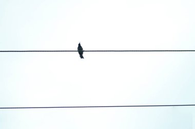 Beyaz sırt çantasındaki yüksek voltajlı elektrik kablosunda tek başına kuş.