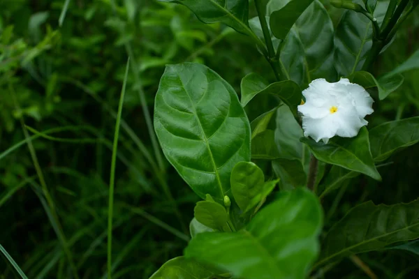 Одинокий Белый Цветок Impatiens Flascida Alba — стоковое фото