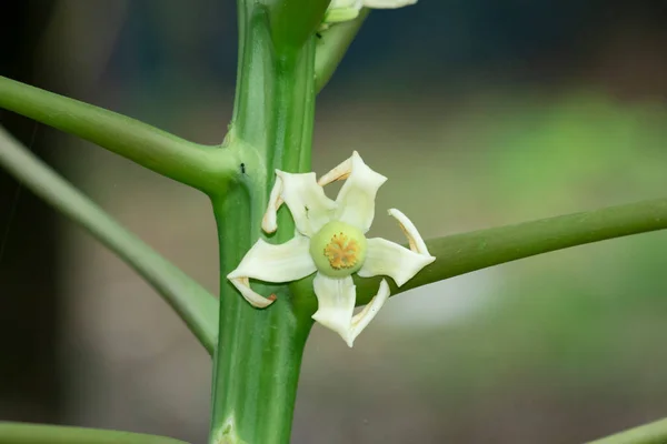 Pojedynczy Papaya Biały Kwiat — Zdjęcie stockowe