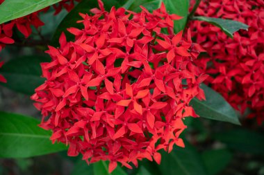 Kırmızı Rangoon Bahçesi Çiçeği veya Ixora veya Orman Geranium Bitkisi