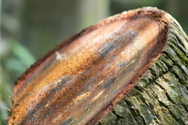 Корневая Часть Кокосового Дерева Наполовину Изоляционный Фон — стоковое фото