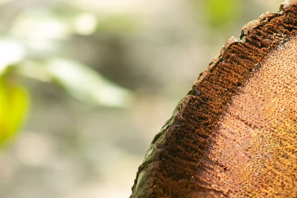 Корінь Розрізаний Бічній Частині Кокосового Дерева Ізольований Фон — стокове фото