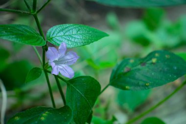 Evinin arkasında çok güzel küçük mor çimen çiçeği