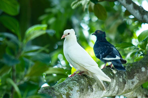 2羽のハトが食物を求めてジャックフルーツの木の枝に腰掛けている — ストック写真