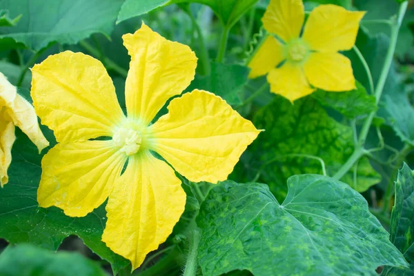 家庭花园上的两朵漂亮的水仙花或黄花 — 图库照片