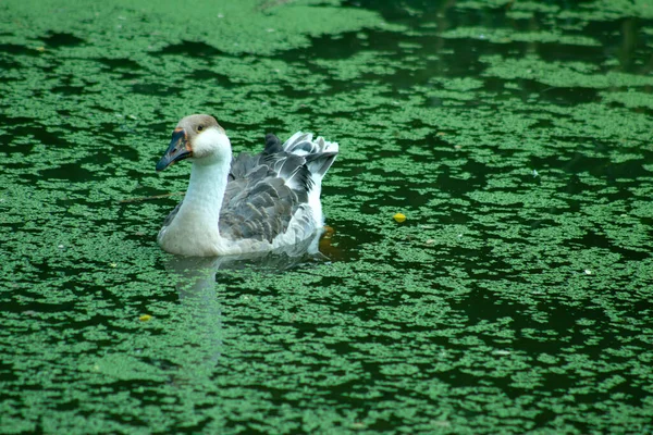 Cygne Blanc Gris Déplace Seul Dessus Eau Étang Rempli Mousse — Photo