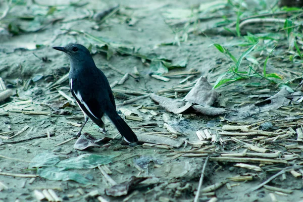 Queue Aigle Noire Blanche Debout Oiseau Doyel Sur Terre — Photo
