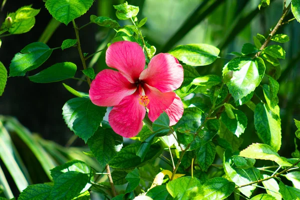 Flor Hibisco Havaiano Rosa Rosa China Flor Joba — Fotografia de Stock