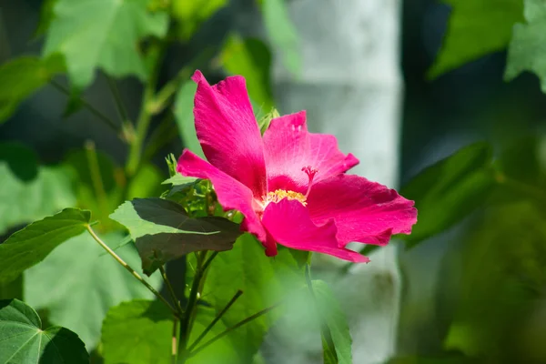 Pink Hawaiian Hibiscus Blomma Sju Arter Hibiskus Eller Joba Blomma — Stockfoto