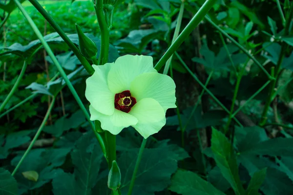 Krásná Žlutá Fialová Dámská Květinka Prstem Pro Dámu — Stock fotografie