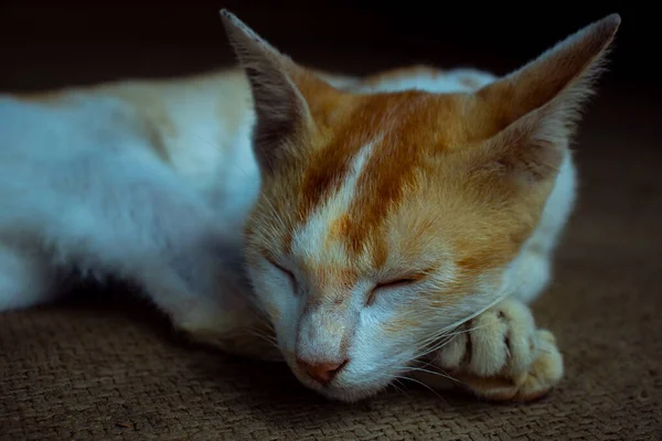 Bianco Redis Carino Gatto Bambino Che Dorme Sulla Borsa Iuta — Foto Stock