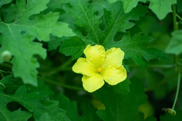 花园上的一朵黄色的水仙花或Dhundal花 — 图库照片