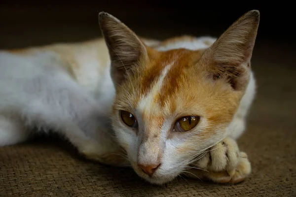 Bonito Gato Olhos Abertos Sentar Saco Juta Olhando Caçar — Fotografia de Stock