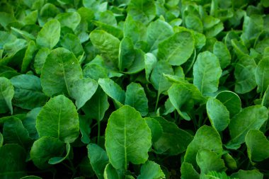 Ispanak yeşil yapraklı bir çiçek bitkisidir. Ayrıca büyük vitaminli güzel bir sebzedir.