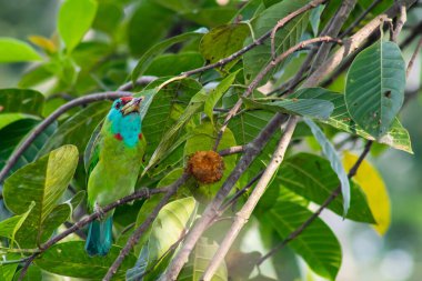 Psittacula krameri tek başına bir meyve ağacında yemek yer.