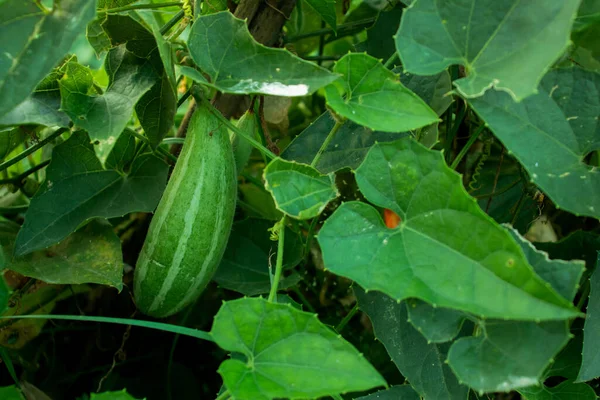 Trichosanthes Dioica Nebo Špičatý Tykev Vinná Réva Rostlina Velká Zelenina — Stock fotografie