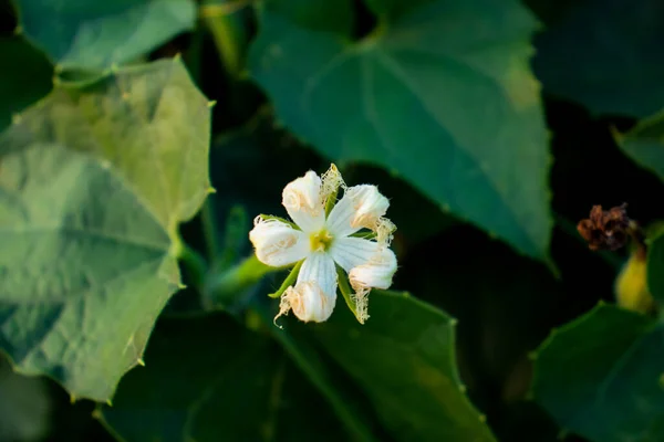 Calabaza Puntiaguda Una Planta Flores Vid Familia Cucurbitaceae —  Fotos de Stock