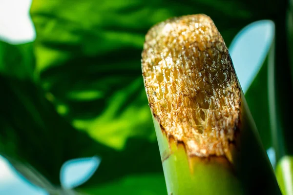 Kachudata Colocasia Esculenta Raiz Cortar Muito Tempo — Fotografia de Stock