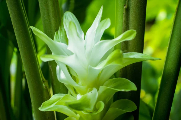 Curcuma Flower Genere Circa 100 Specie Della Famiglia Delle Zingiberaceae — Foto Stock