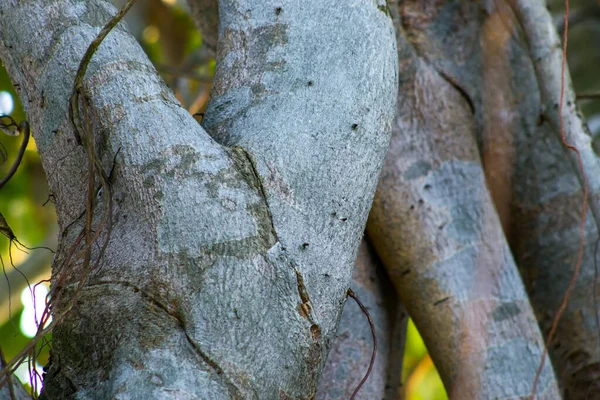 100 Ετών Μεγάλο Δέντρο Banyan Closeup Από Τον Ποταμό Gorai — Φωτογραφία Αρχείου