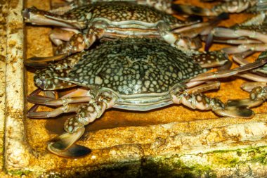 Kayalık yüzeyinde desenli kabuklu mavi yüzen deniz yengeci. Protein ve mineral açısından zengin olan bu deniz yengeci popüler bir deniz ürünüdür ve okyanus ekosistemleri için hayati önem taşır.