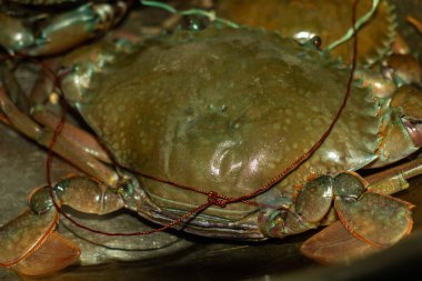 Katı çamur yengeci Scylla serrata, su ürünleri ve deniz ürünleri pazarlarında değerli, etkileyici pençeleri ve kabuğu olan, yemek tarifleri, yengeç yetiştiriciliği ve sürdürülebilir deniz ürünleri ile ünlüdür.