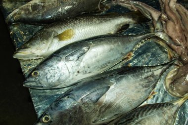 Fresh fish displayed on a metal surface, featuring barramundi with visible scales and yellow fin, alongside sleek, metallic skinned tuna at a seafood market