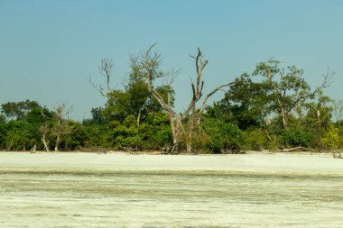 Çarpışan dalgaları, fırtınalı gökyüzünü, yosunlu kayaları ve yalnız bir kayalık ağacı olan dramatik kayalık bir sahil.