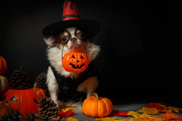 Cadılar Bayramı cadı şapkası takan ve elinde balkabağı tutan sevimli bir chihuahua köpeği..