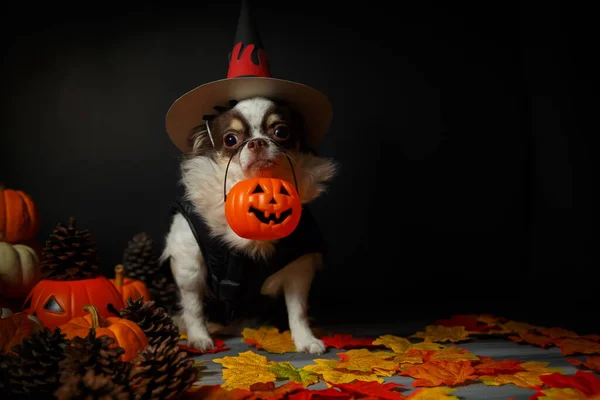 ハロウィンの魔女の帽子をかぶった愛らしいChihuahua犬と暗い背景にカボチャを保持 — ストック写真