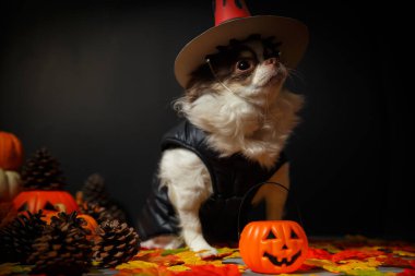 Tatlı bir chihuahua köpeği Cadılar Bayramı cadı şapkası takıyor ve balkabağı arka planda..