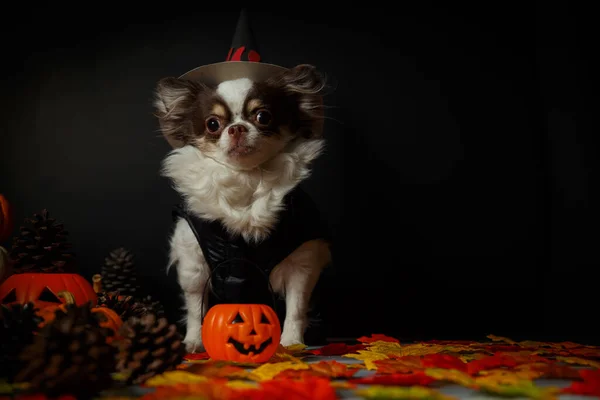 Tatlı bir chihuahua köpeği Cadılar Bayramı cadı şapkası takıyor ve balkabağı arka planda..
