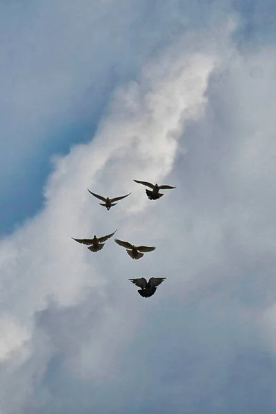 Beautiful View Some White Black Doves Flying Day Looking Food — Stock Photo, Image